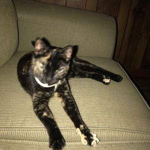 Meet your Posher, Dawn